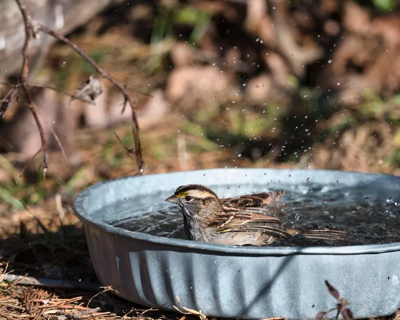 Found a Baby Bird? What to Do—and What Not to Do