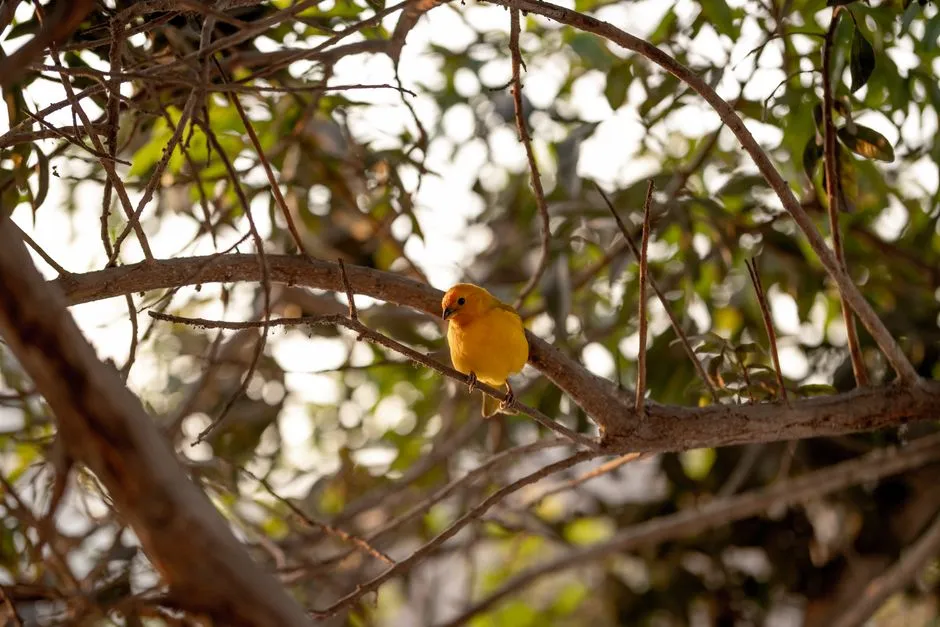 27 Common Backyard Birds in North America (ID Guide)
