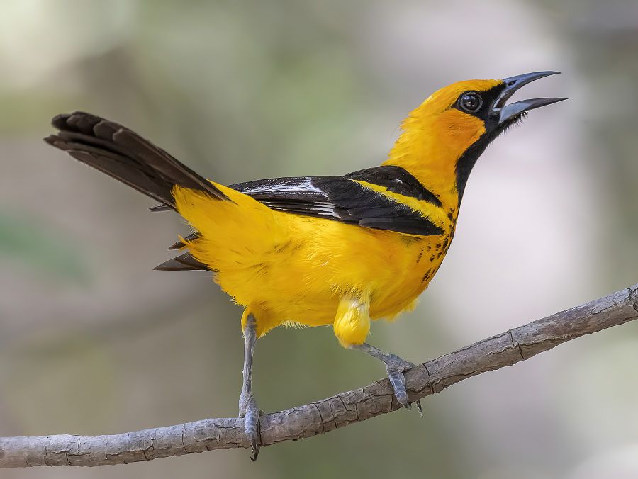 Spot breasted oriole 