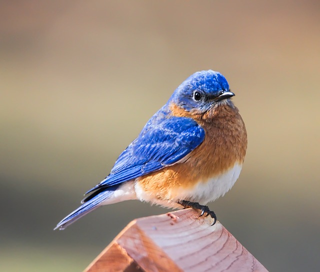 Eastern Bluebird 